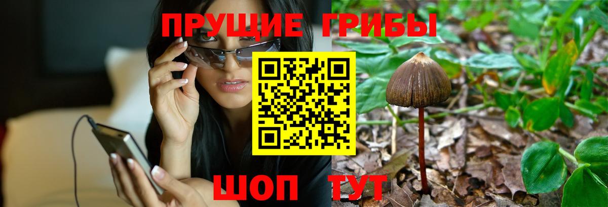 Салават  Псилоцибиновые грибы Psilocybe  как найти   Вход с VPN 